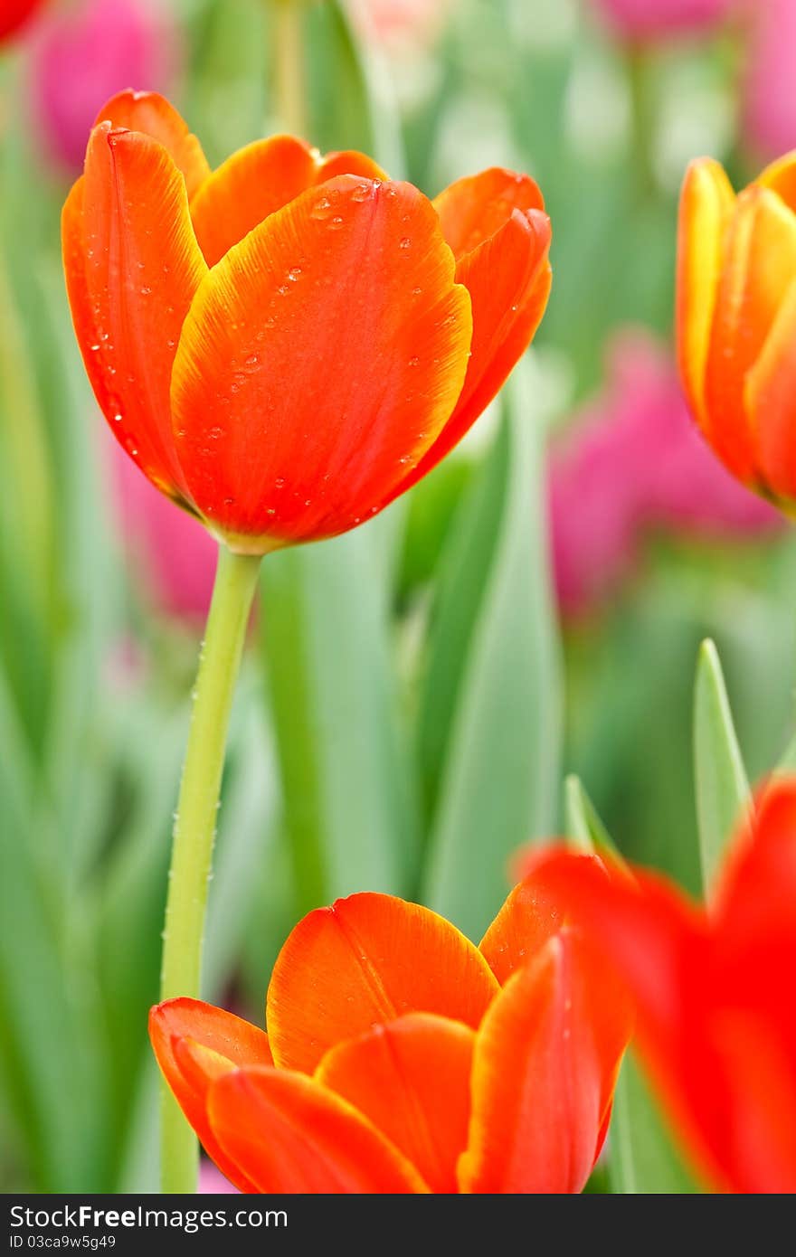 Tulips taken in northern Thailand. Tulips taken in northern Thailand