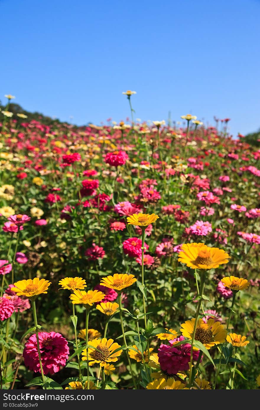 Colorful flowers and blue sky. Colorful flowers and blue sky