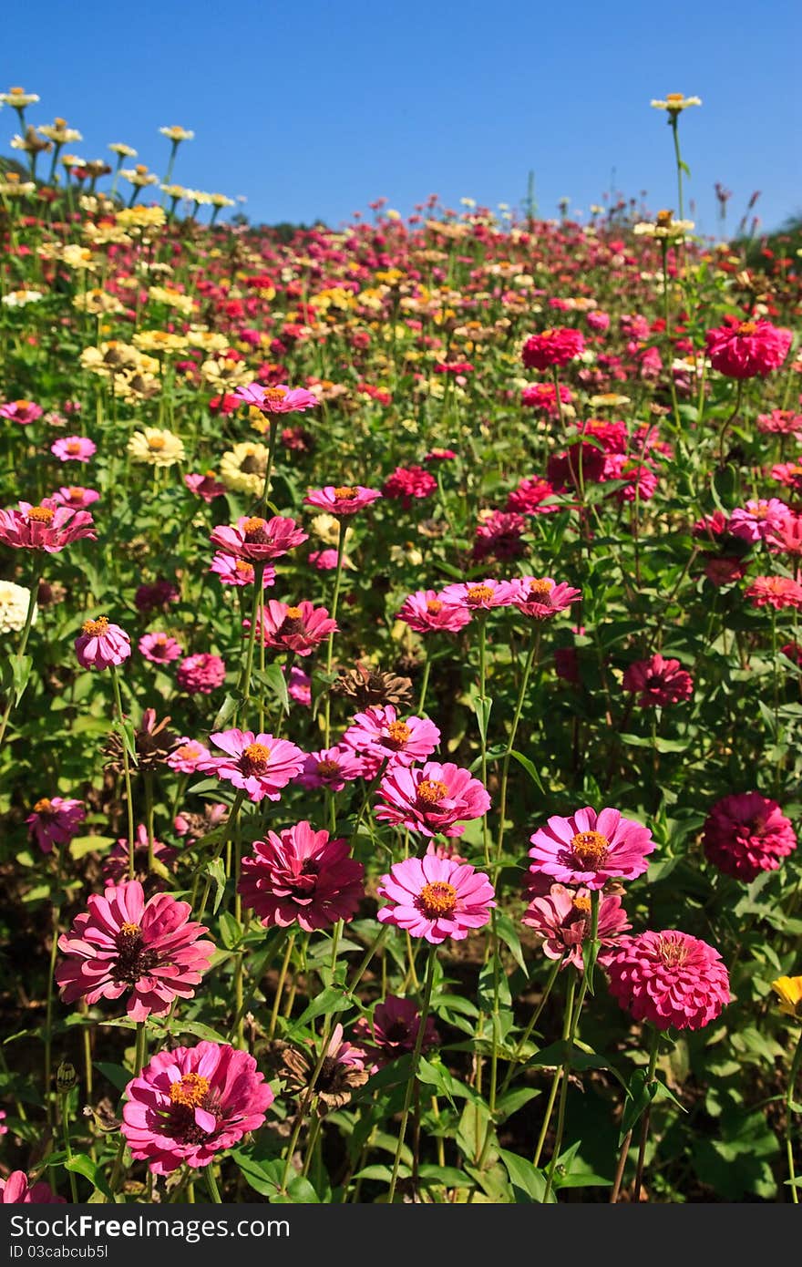 Colorful flowers and blue sky. Colorful flowers and blue sky