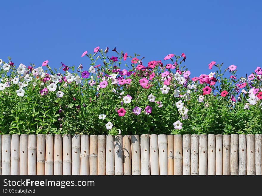 Flower in box over fence. Flower in box over fence