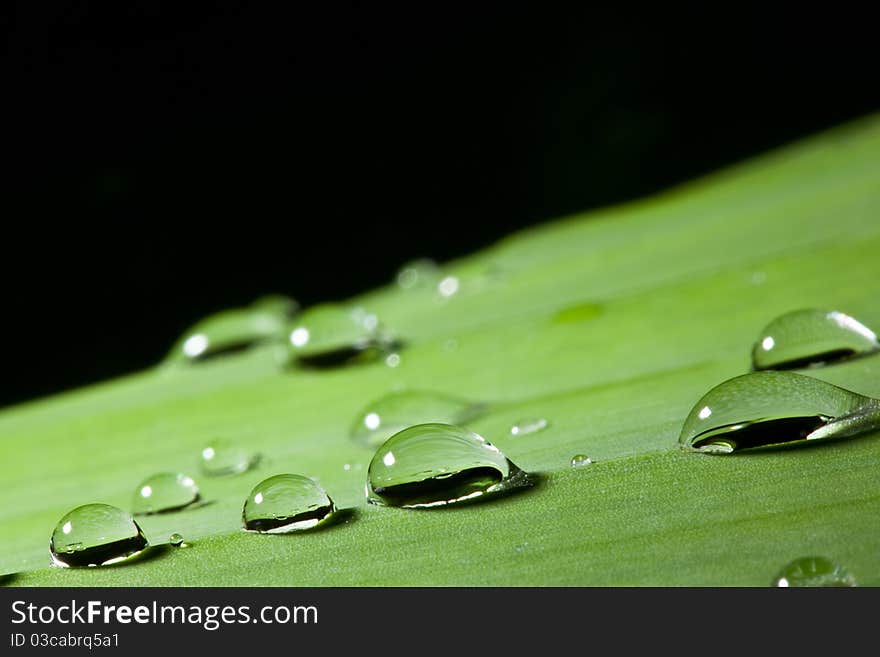 Dew on banana leaf