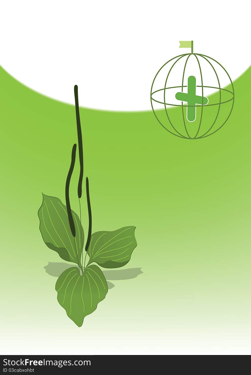 Illustration of medicinal plant, plantain.