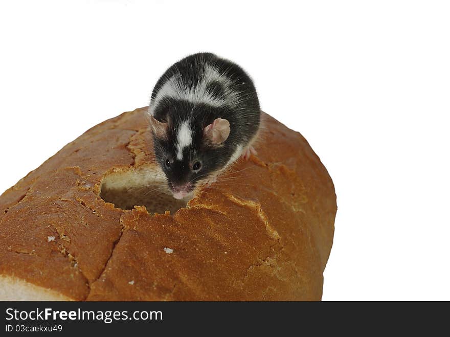 Mouse on bread on a white background