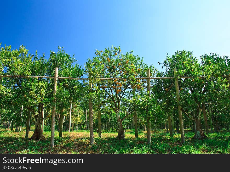 Orange tree and blue sky. Orange tree and blue sky