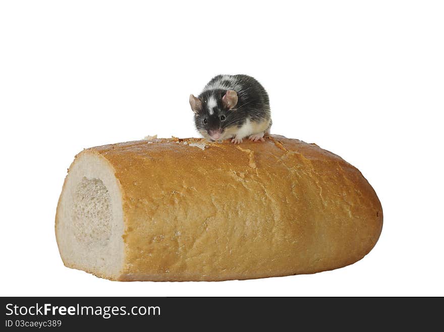 Mouse On Bread