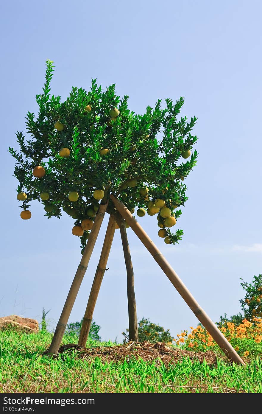 Orange tree and blue sky. Orange tree and blue sky