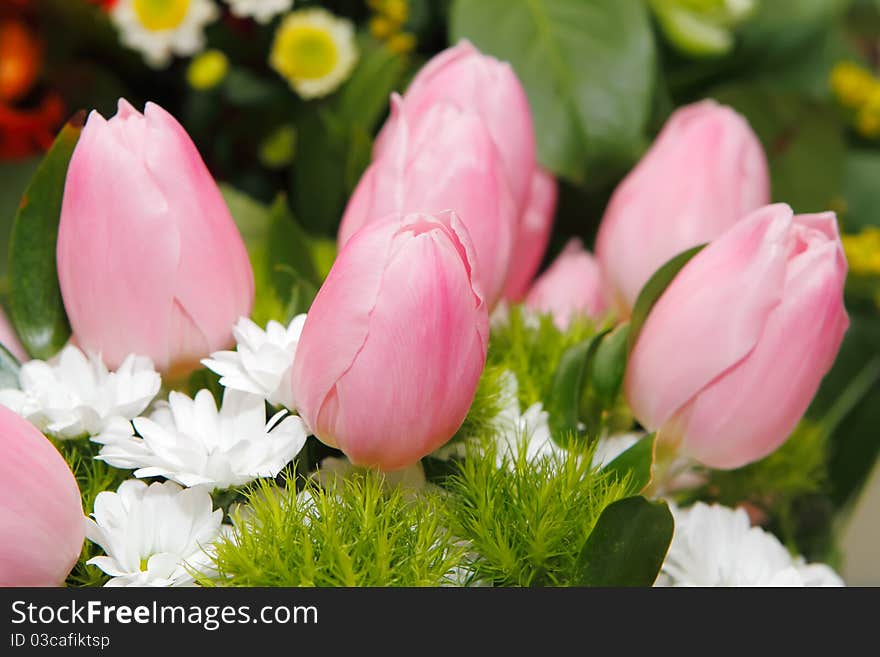 Lots Of Pink Tulips