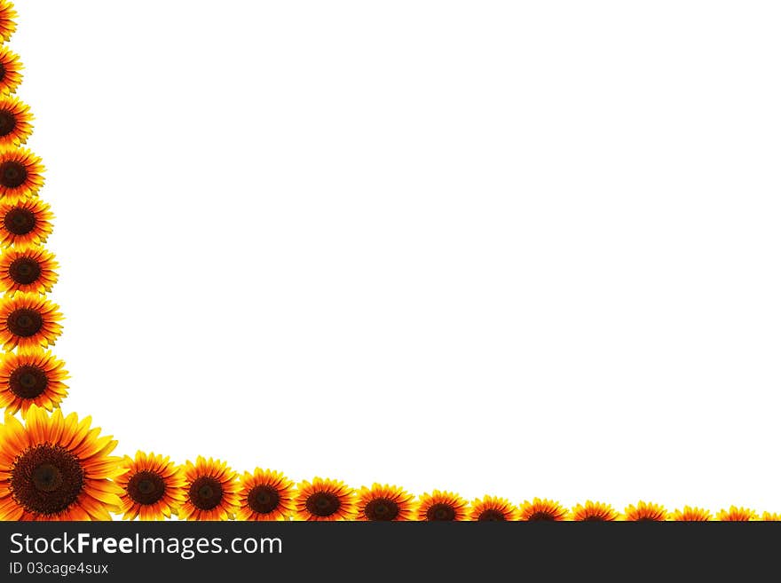 Beautiful yellow Sunflower on white background