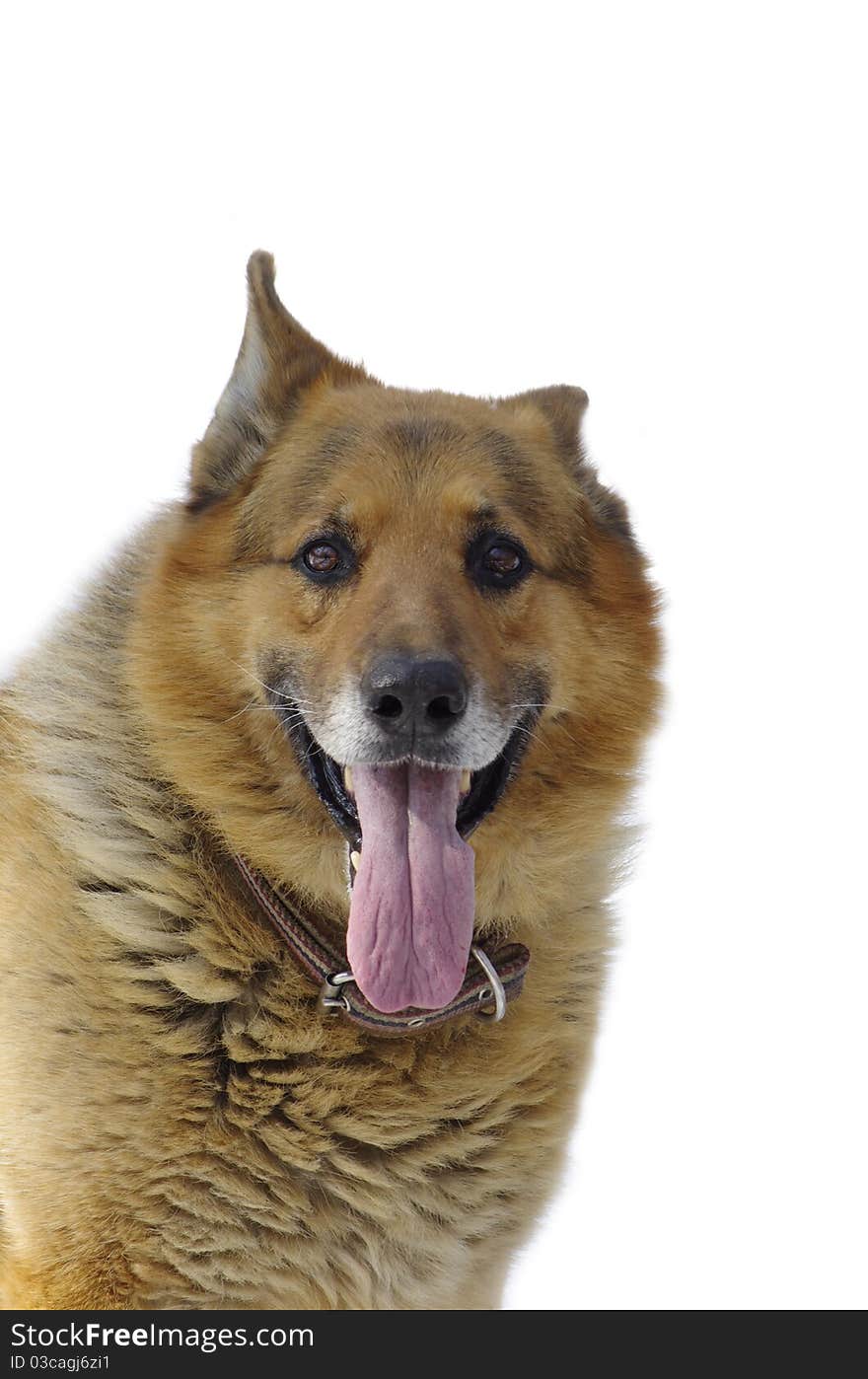 Portrait of merry sheep dog against the white background. Portrait of merry sheep dog against the white background