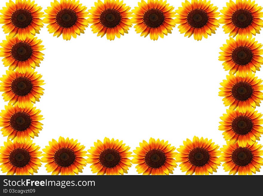 Beautiful yellow Sunflower on white background