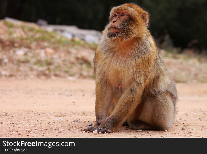 Young macaque portrait in the wild, Morocco