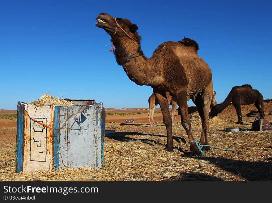 Camel in the Sahara desert