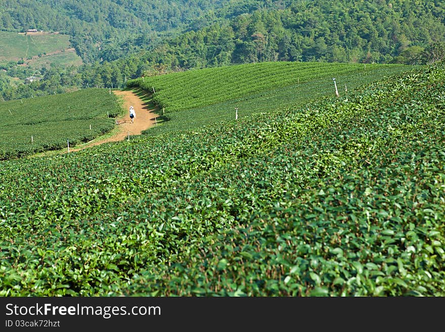 101 tea field