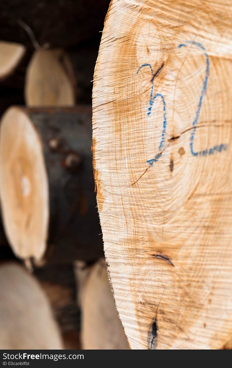 Closeup of a wooden log texture