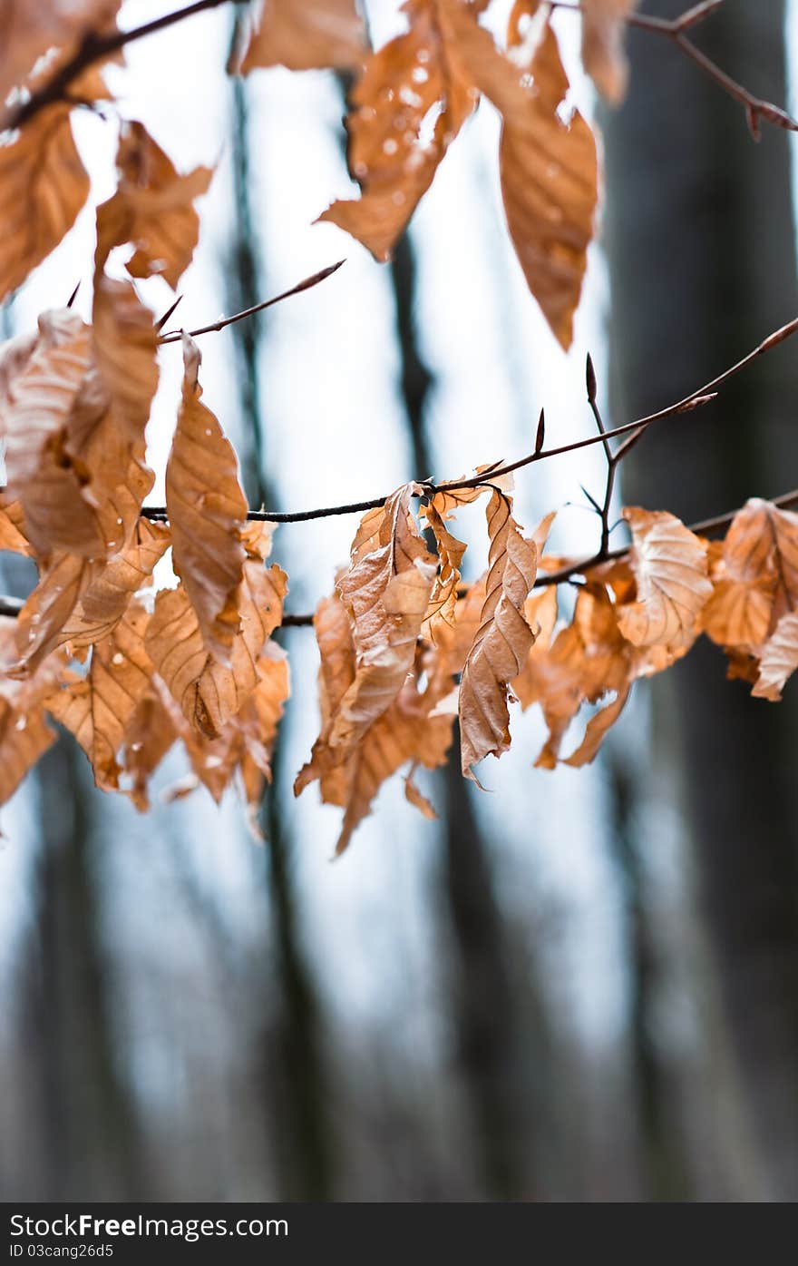 Late autumn leaves with blurry trees in background