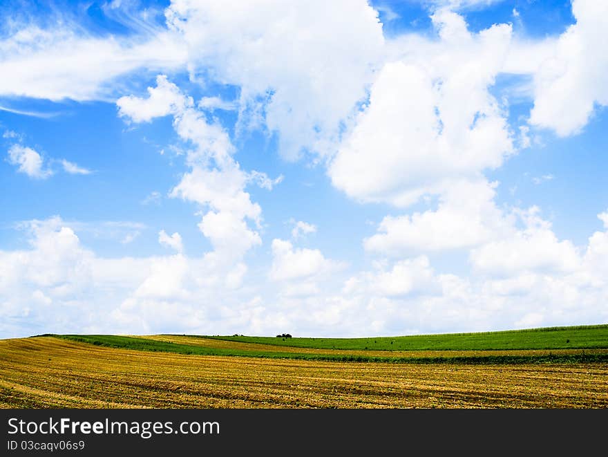 Yellow field with beautiful clouds. Yellow field with beautiful clouds