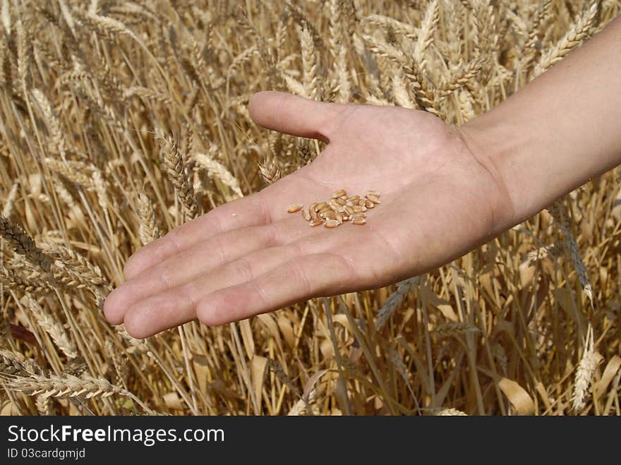 Grains of wheat in a persons palm