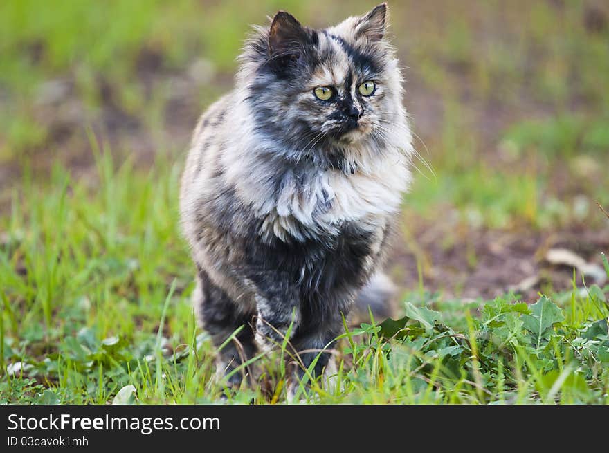 Persian cat on green field. Persian cat on green field