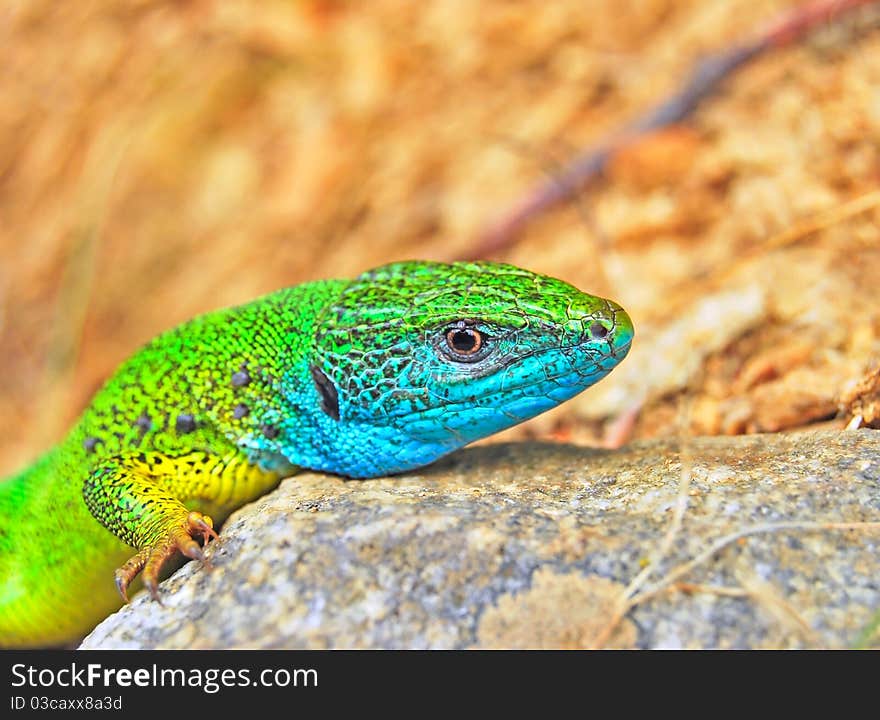 Green lizard with blue mouth