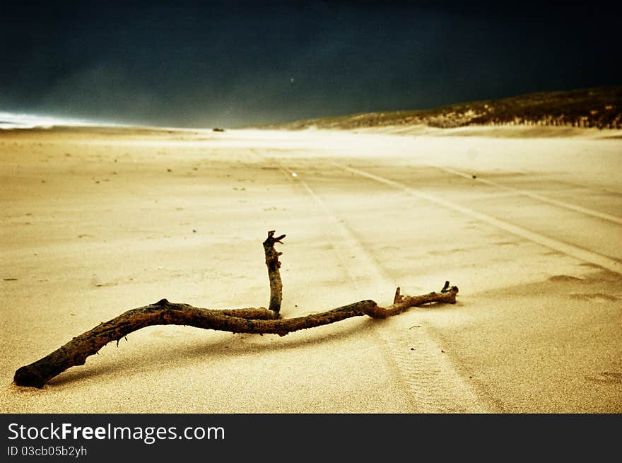 Branch On Sand