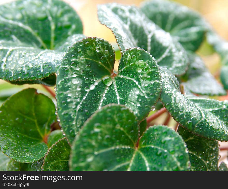 Closeup shot of rain drops on plant leaf