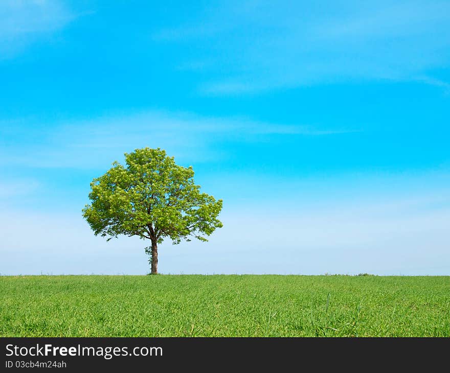 Spring landscape - green tree on the blue sky