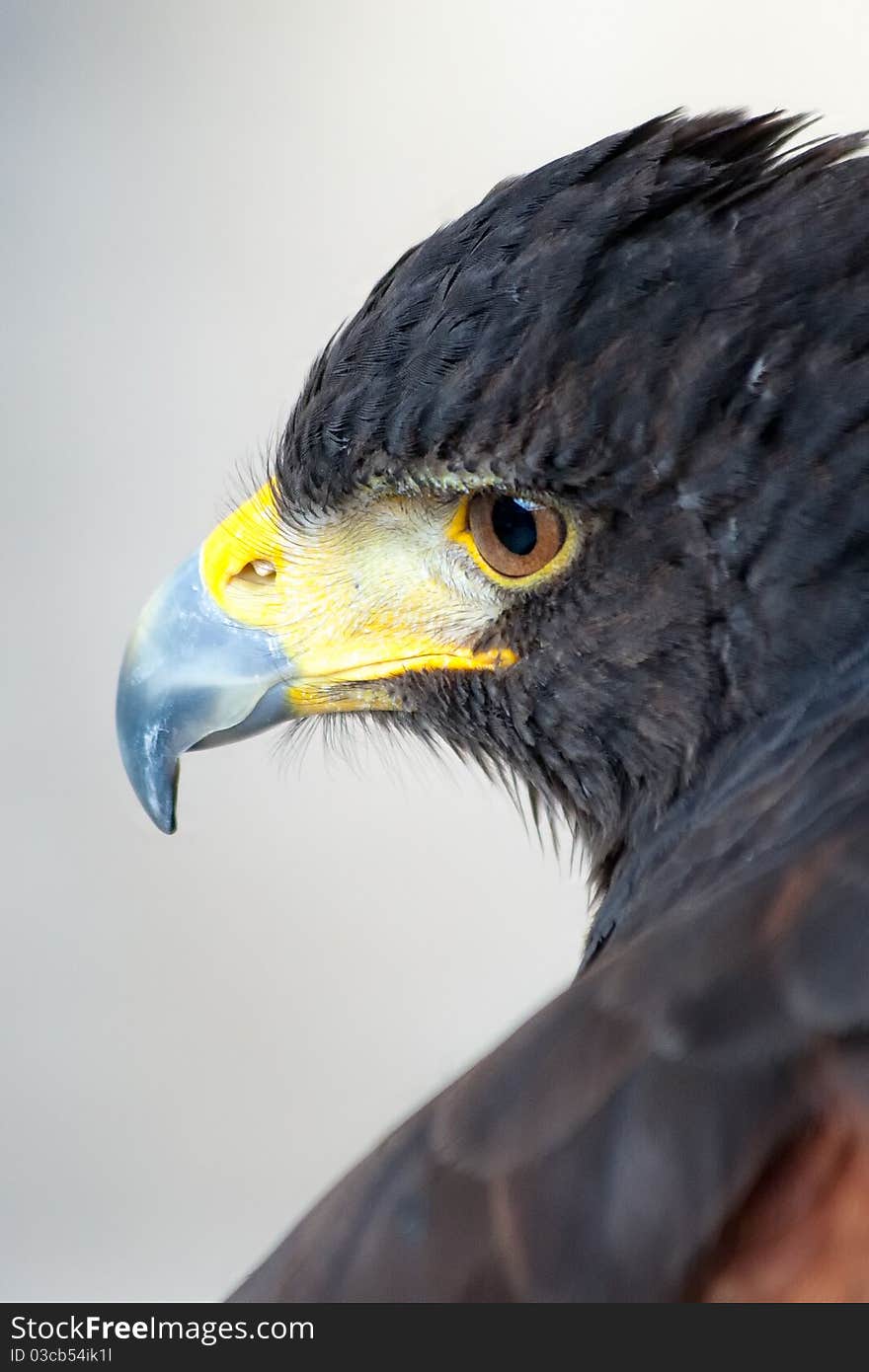 Harri´s hawk, also named bay-winged Hawk in a falconry display