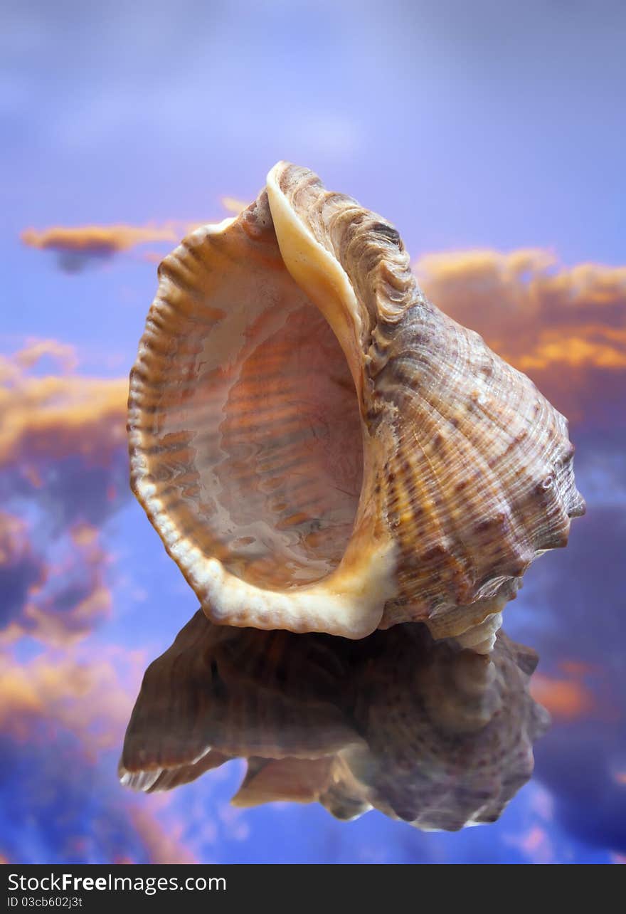 Empty shell on the water, against the backdrop of the sunset sky