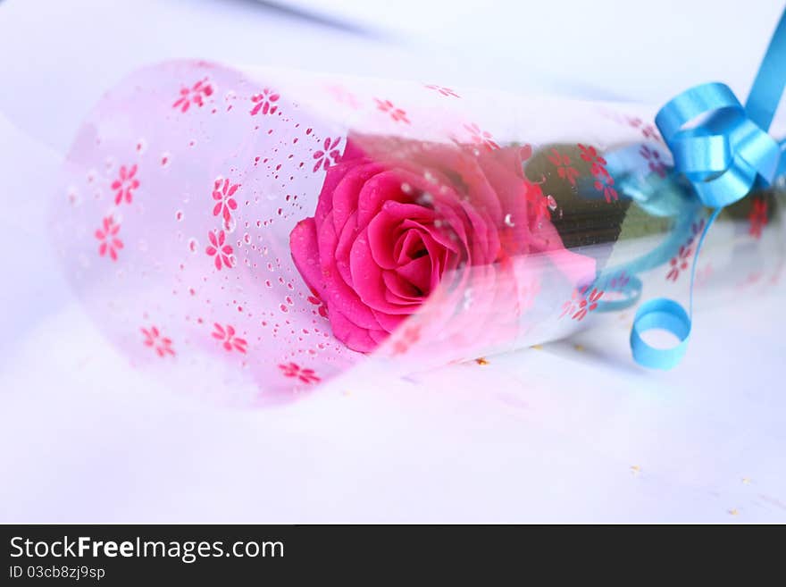 A pink rose, wrapped and placed as a gift. A pink rose, wrapped and placed as a gift