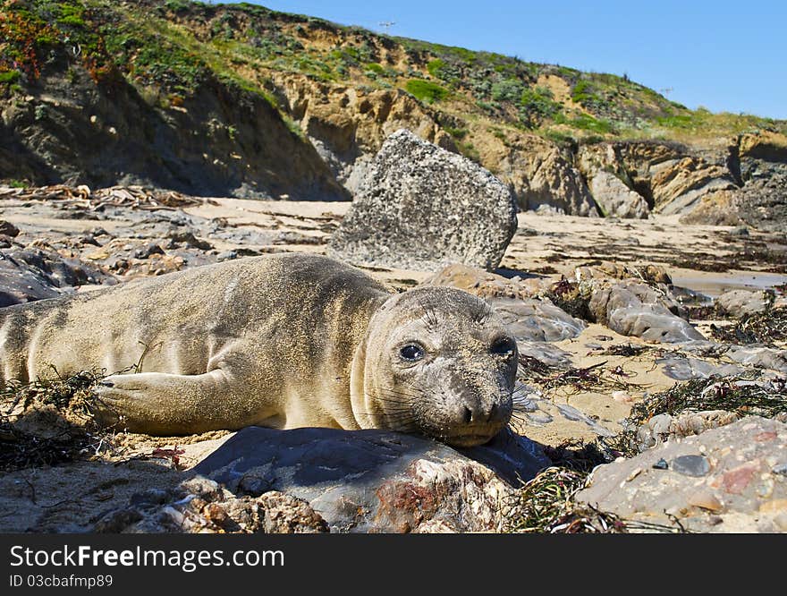 A sea lion resting on rocks on the beach. A sea lion resting on rocks on the beach.