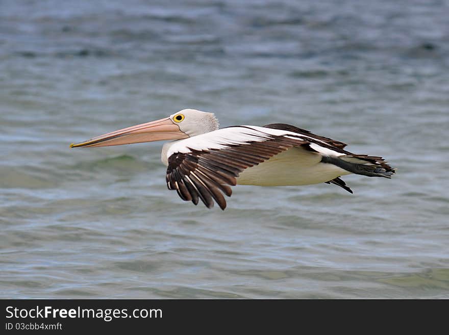 View of a pelican in flight