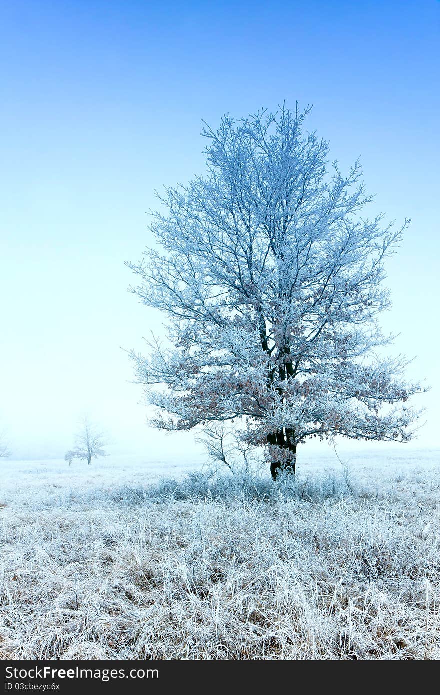 Frozen winter landscape, a solitary tree