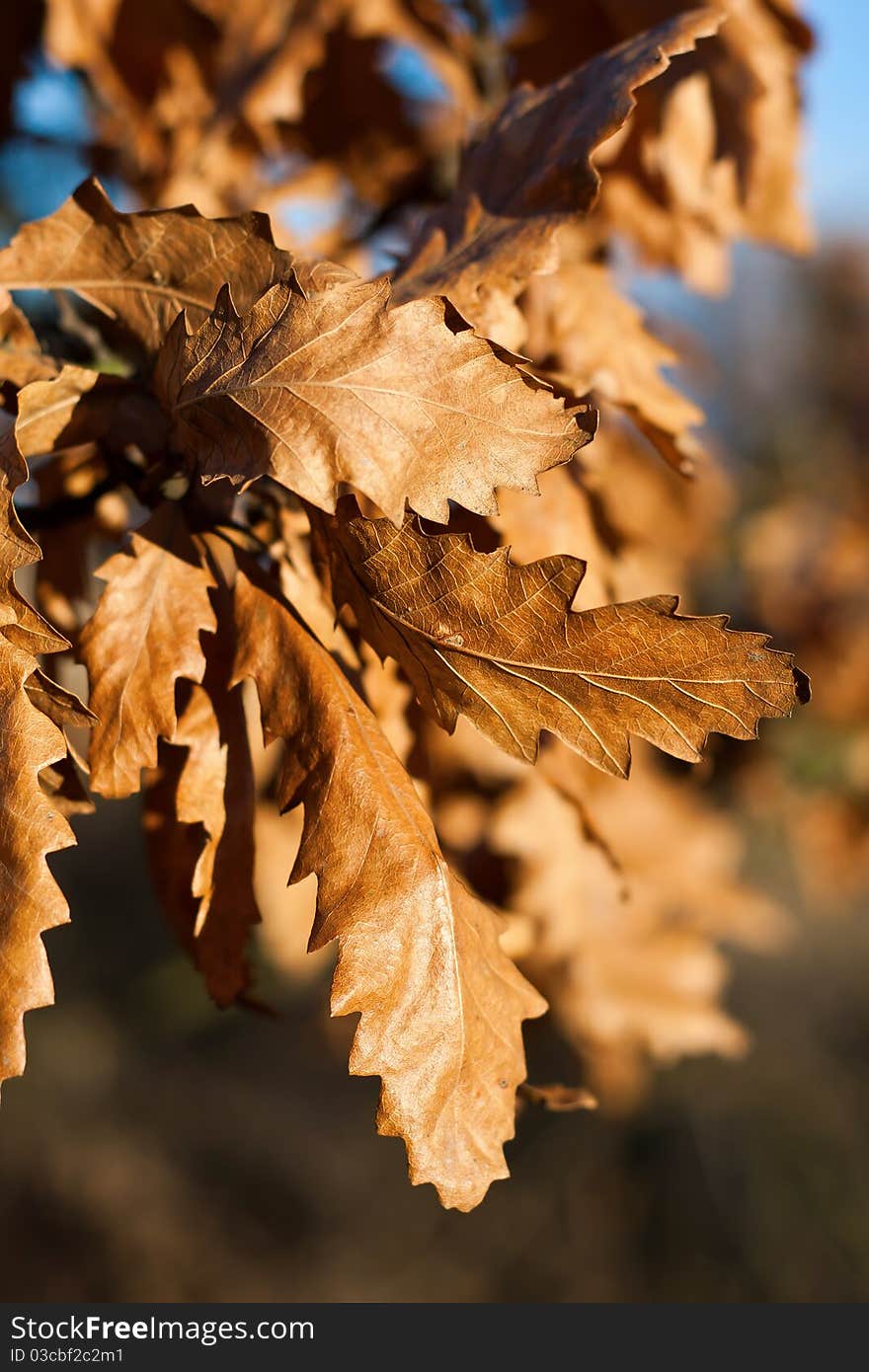 Closeup from nice brown autumn leaves. Closeup from nice brown autumn leaves