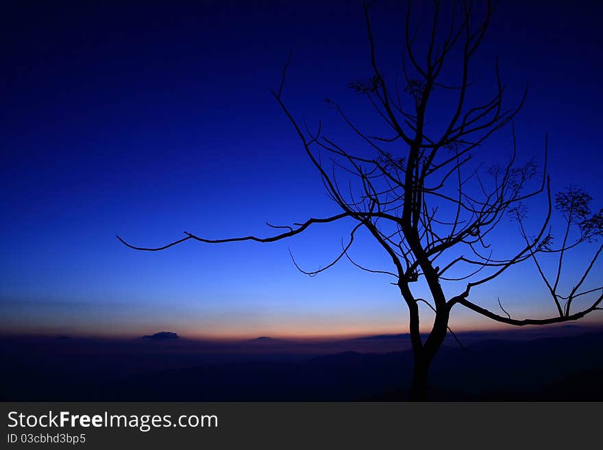 Tree silhouette