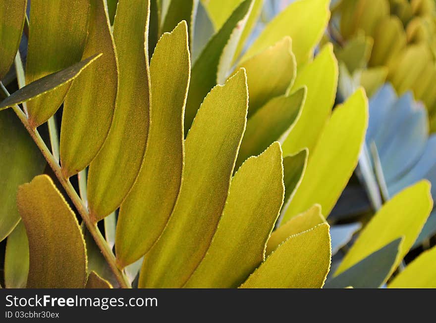 Green leaves, foliage with depth and different shades. Green leaves, foliage with depth and different shades