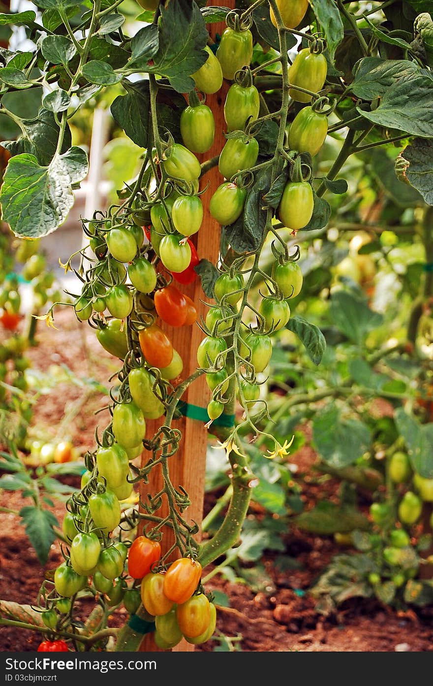 Red and green tomatoes