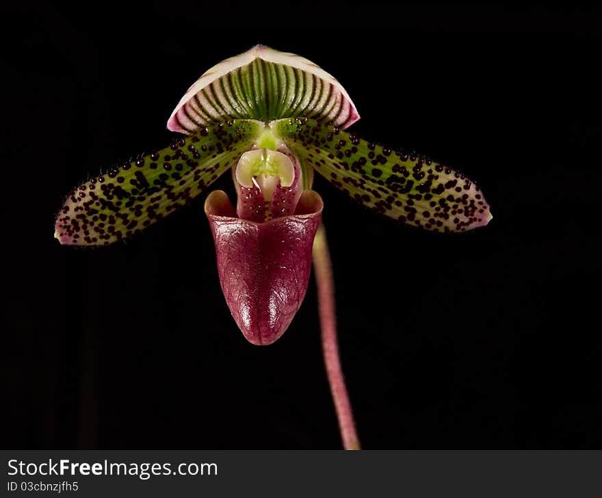 Paphiopedilum