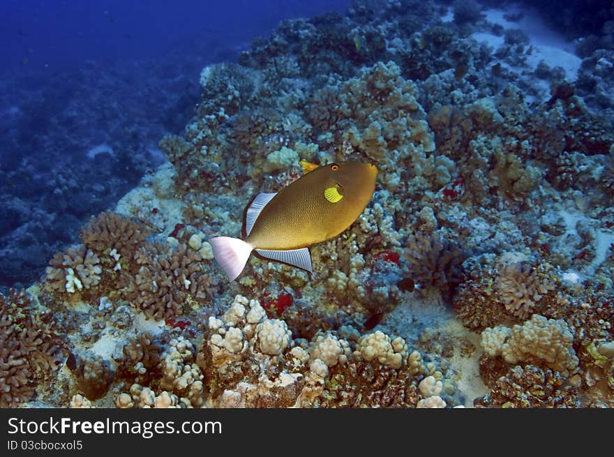 Trigger Fish