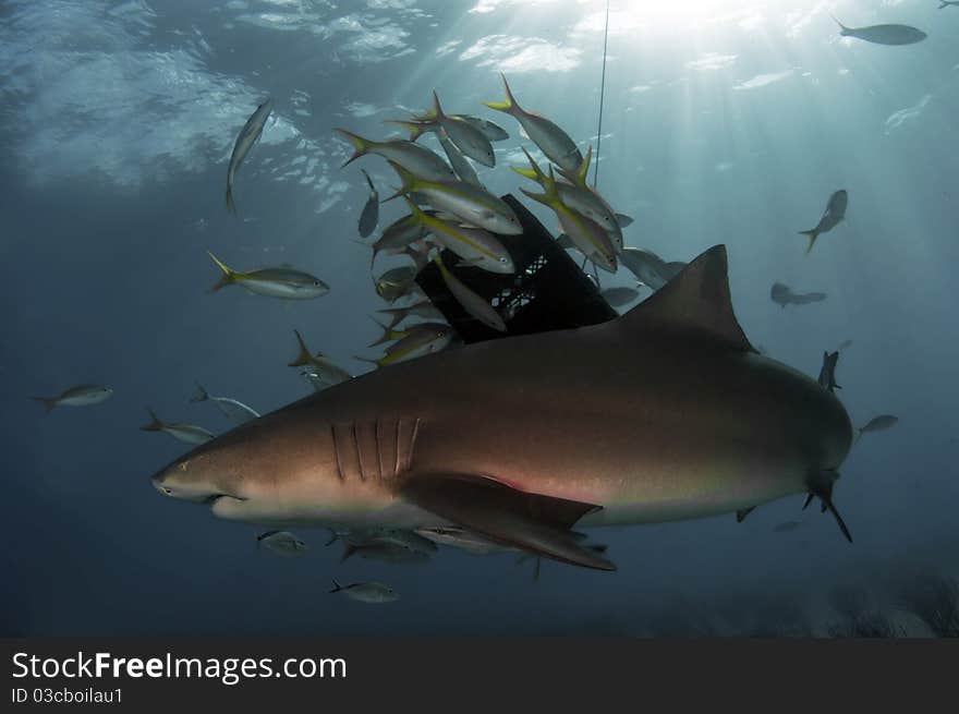 The sharks of Tiger Beach, Bahamas