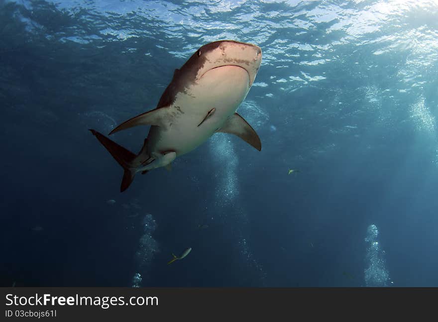 The sharks of Tiger Beach, Bahamas