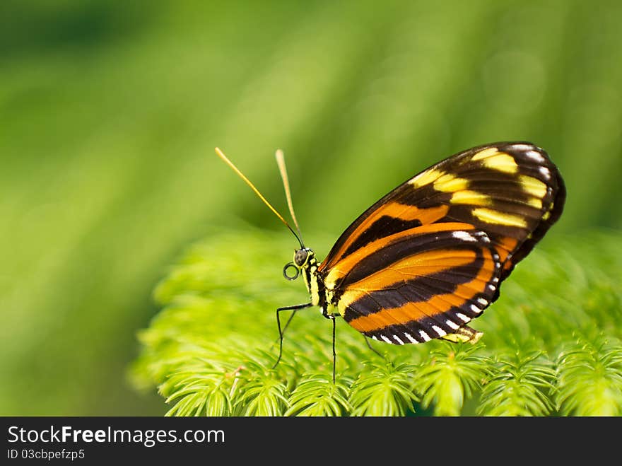 Colorful butterfly resting on a pine leaf.