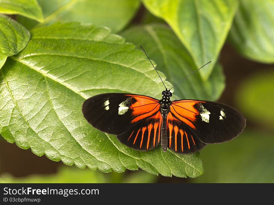 Colorful butterfly close up shot.