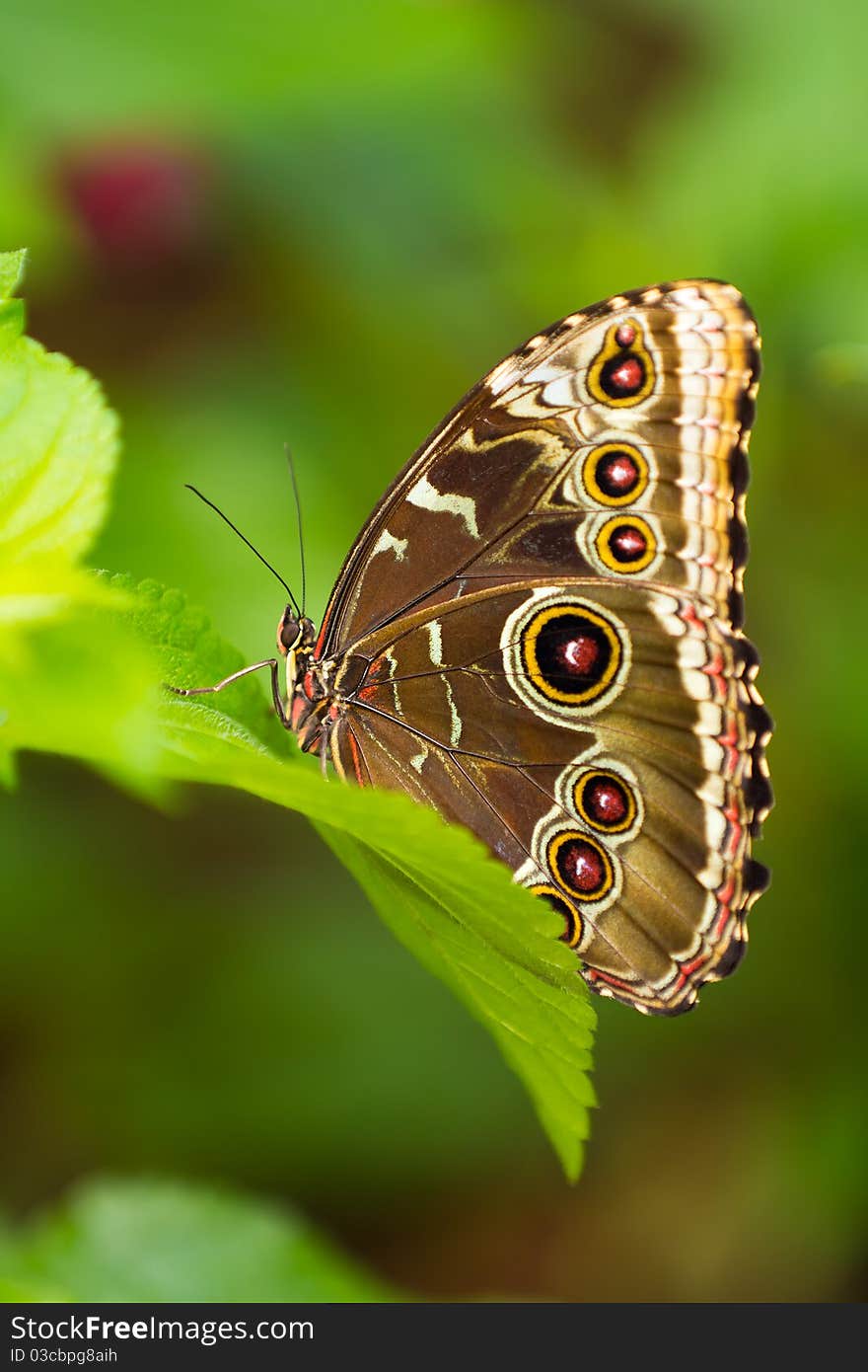 Close up shot of a owl butterfly resting on a leaf.