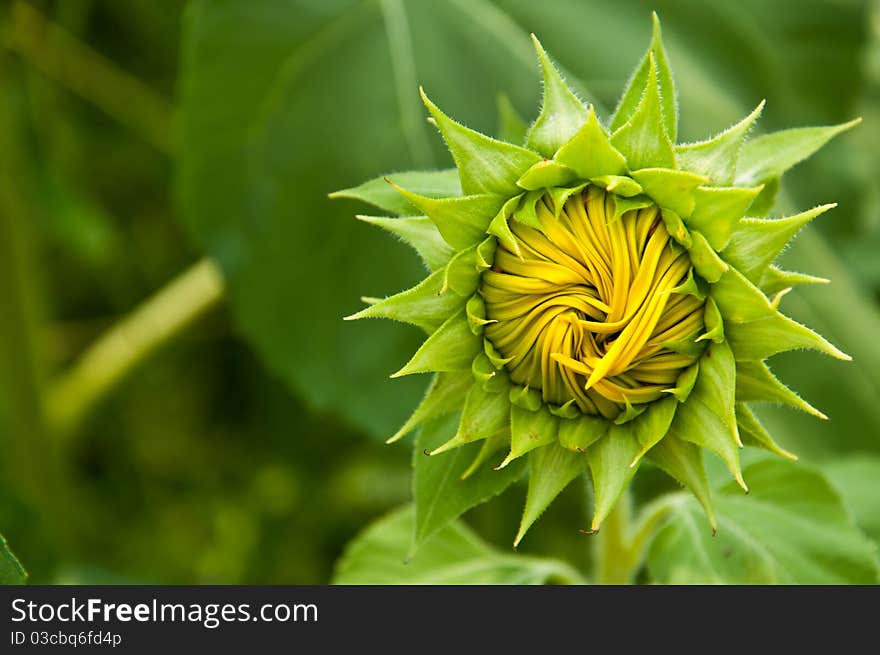 Sunflower blooming in field flora. Sunflower blooming in field flora