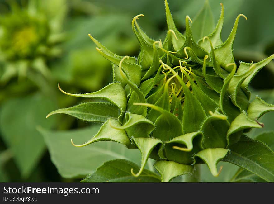 Sunflower blooming in field flora. Sunflower blooming in field flora