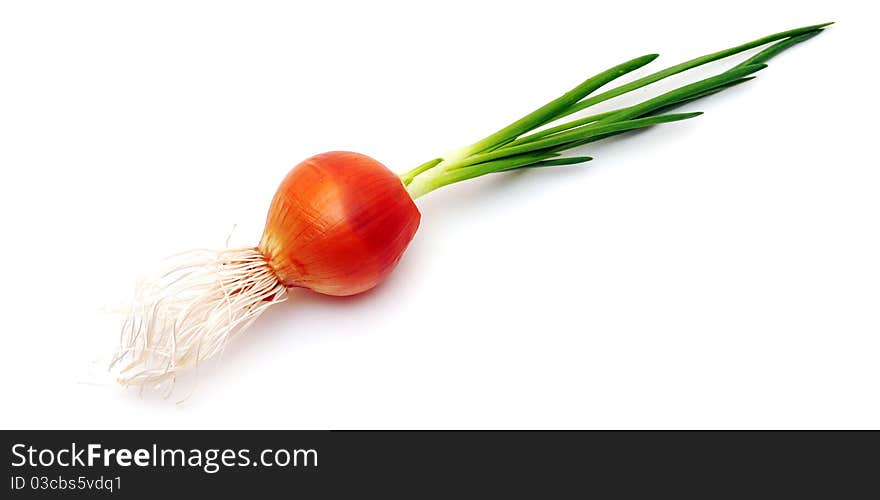 Growing onion bulb with fresh green sprouts on white background