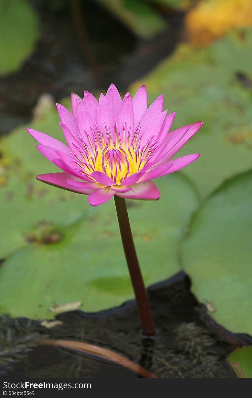 One kind of flowers in Thailand Called lotus.Called lotus flower grown in water. One kind of flowers in Thailand Called lotus.Called lotus flower grown in water.