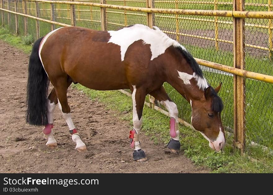 Horse in an enclosure outdoors