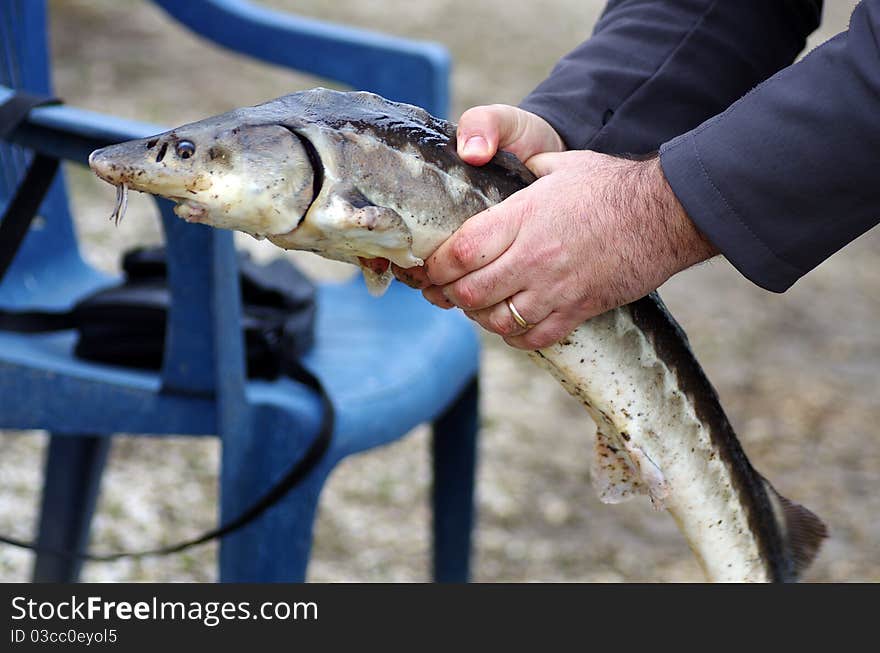 Sturgeon fished in a lake