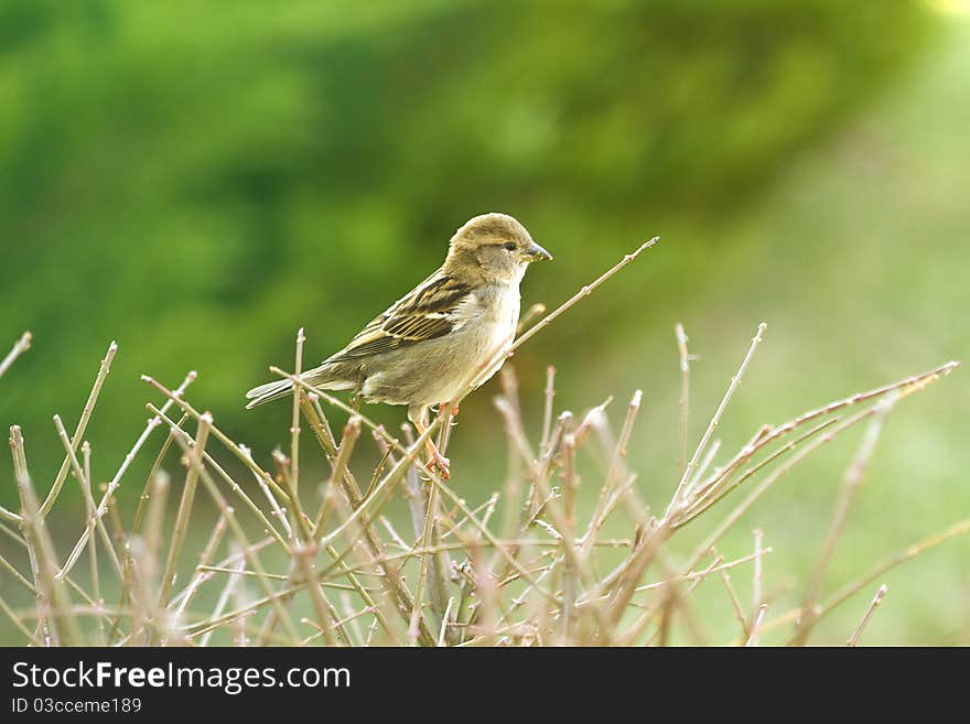 Single Sparrow